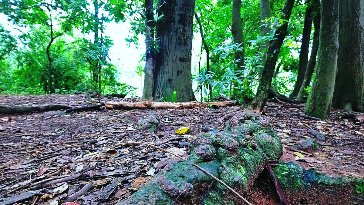 Parque da Independência