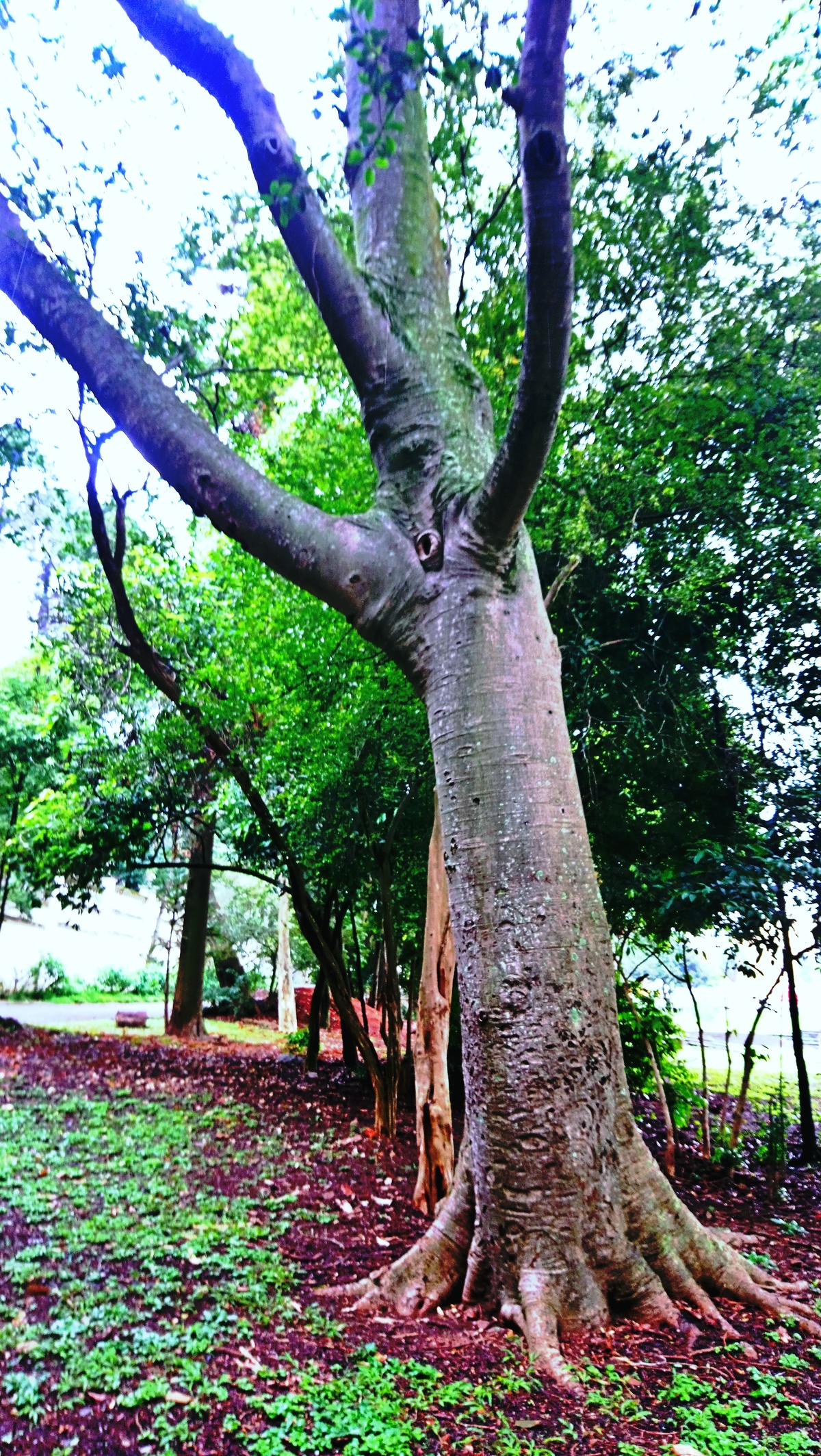 Parque da Independência
