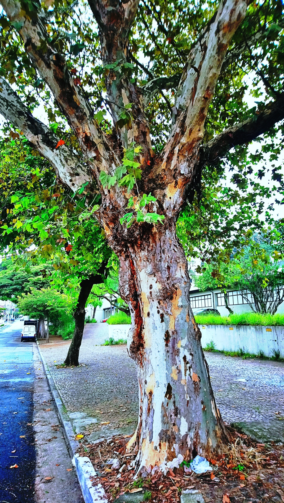 Parque da Independência
