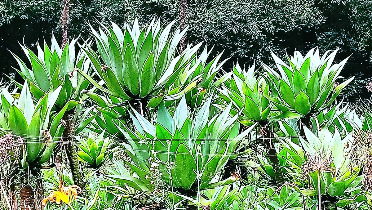 Parque da Independência