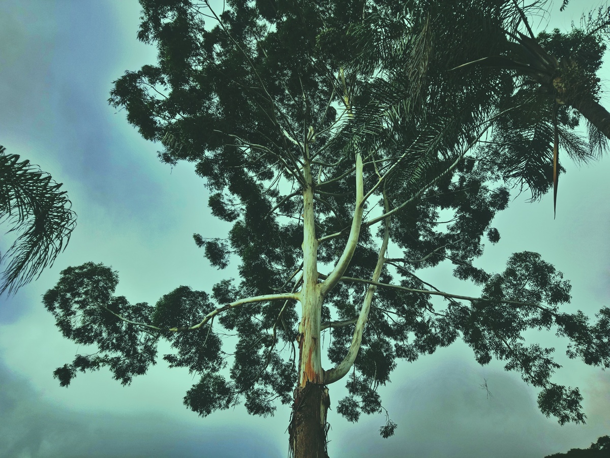 PARQUE CERET [JARDIM ANÁLIA FRANCO