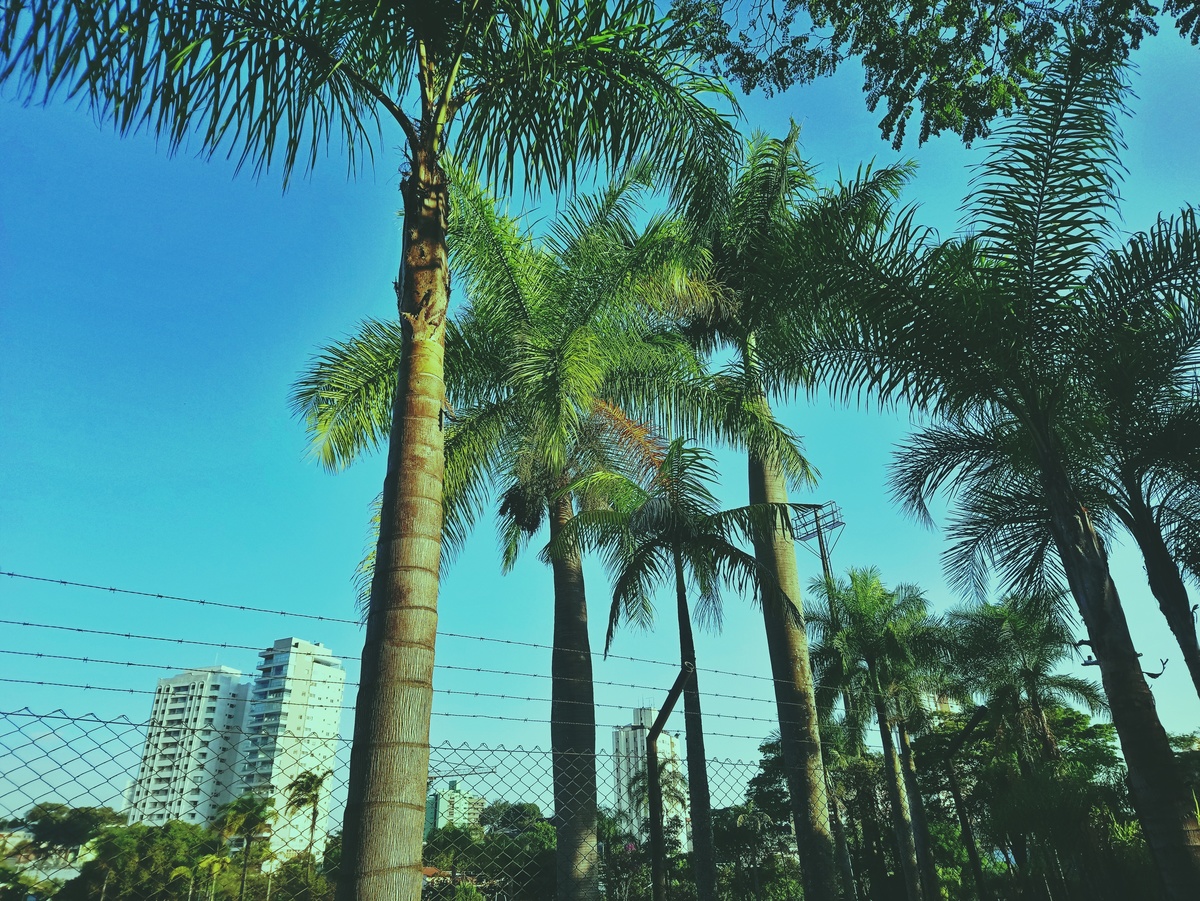 PARQUE CERET [JARDIM ANÁLIA FRANCO