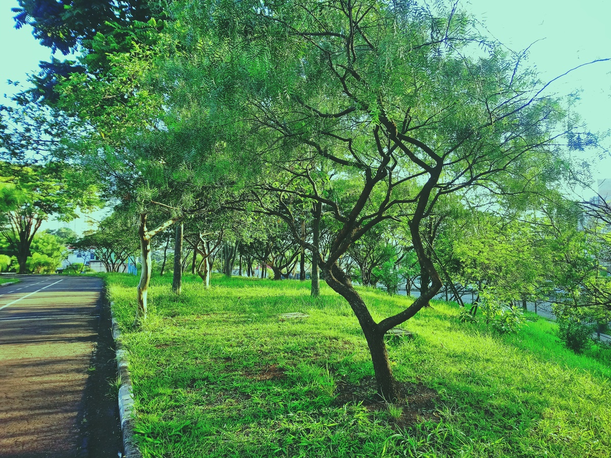 PARQUE CERET [JARDIM ANÁLIA FRANCO