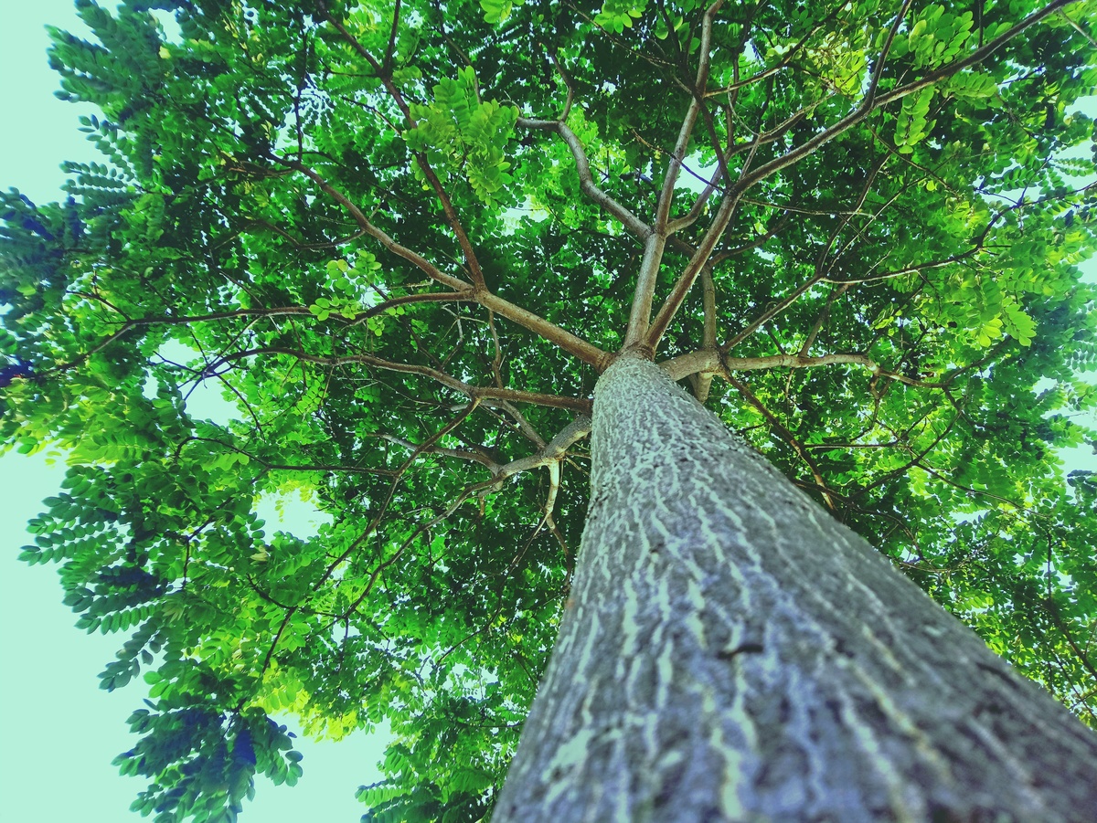 PARQUE CERET [JARDIM ANÁLIA FRANCO