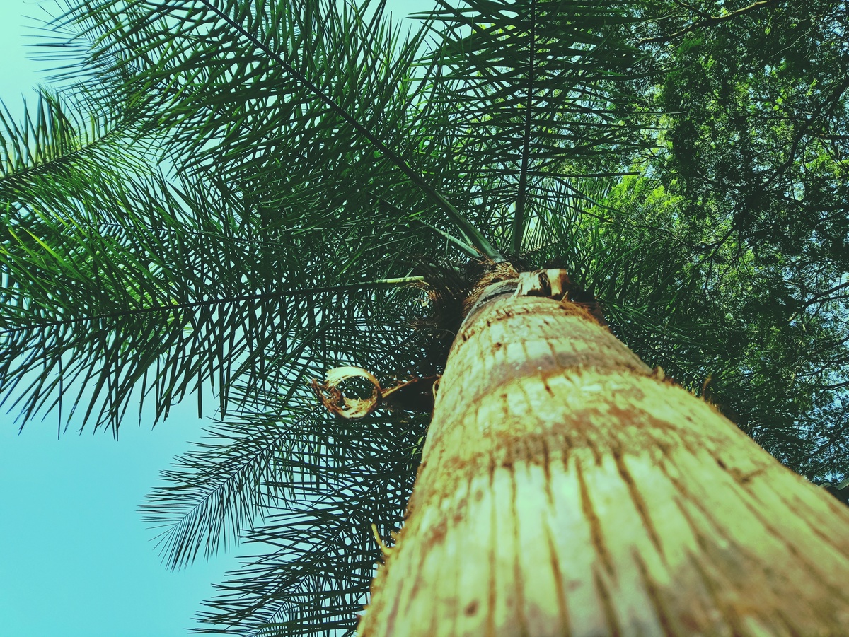 PARQUE CERET [JARDIM ANÁLIA FRANCO