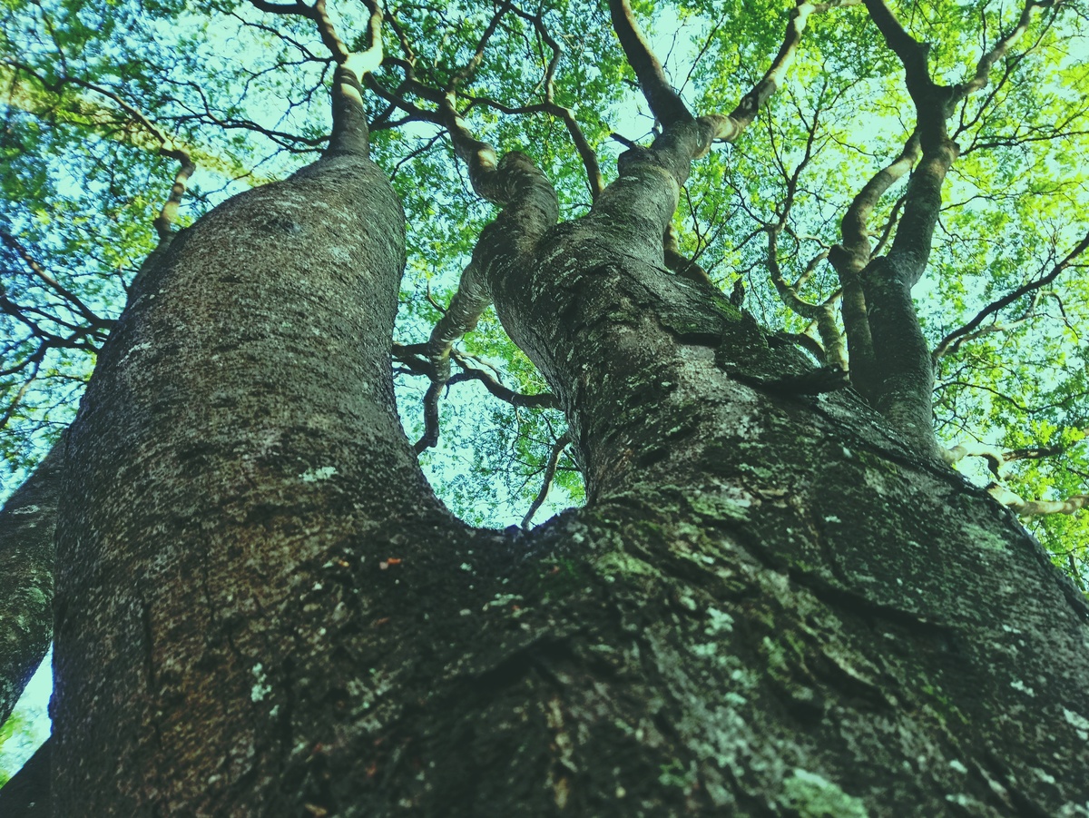 PARQUE CERET [JARDIM ANÁLIA FRANCO
