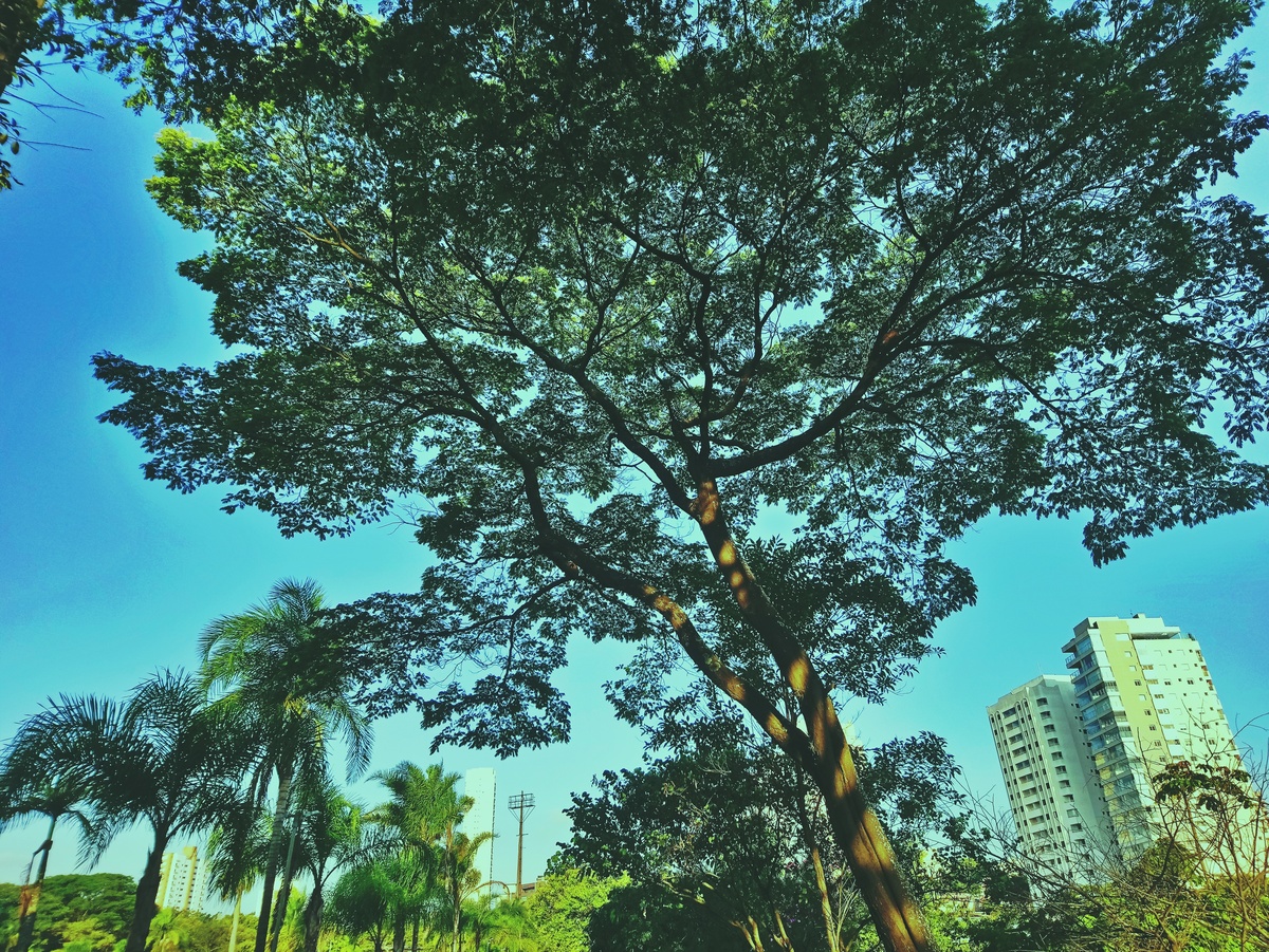 PARQUE CERET [JARDIM ANÁLIA FRANCO