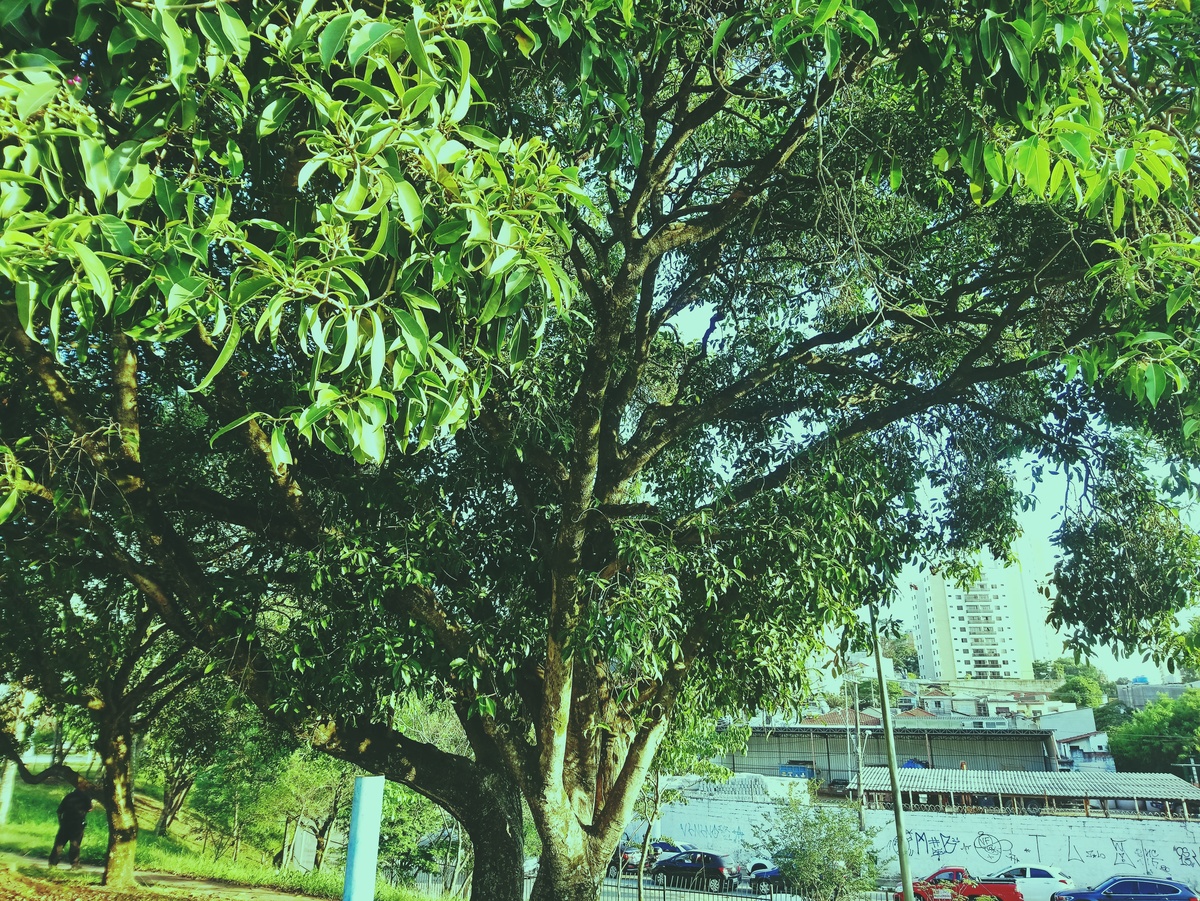 PARQUE CERET [JARDIM ANÁLIA FRANCO