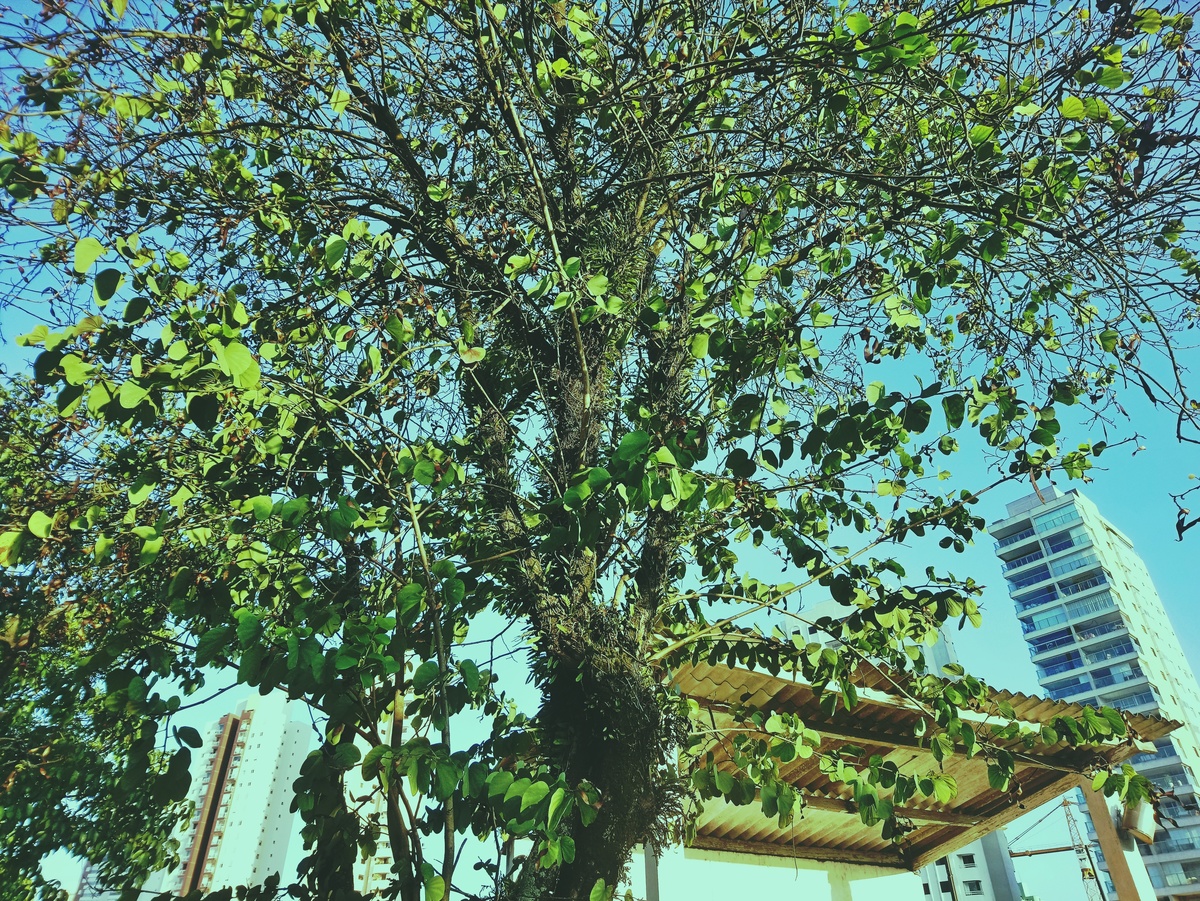 PARQUE CERET [JARDIM ANÁLIA FRANCO