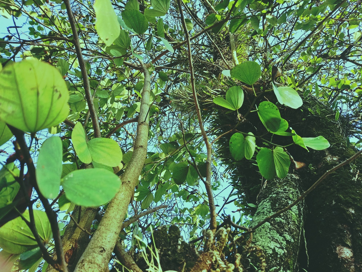 PARQUE CERET [JARDIM ANÁLIA FRANCO