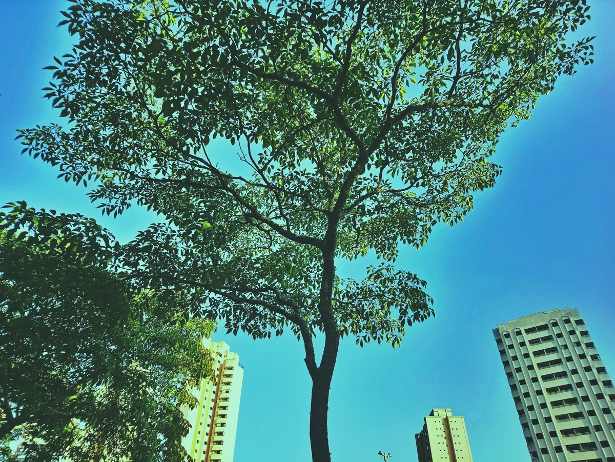 PARQUE CERET [JARDIM ANÁLIA FRANCO