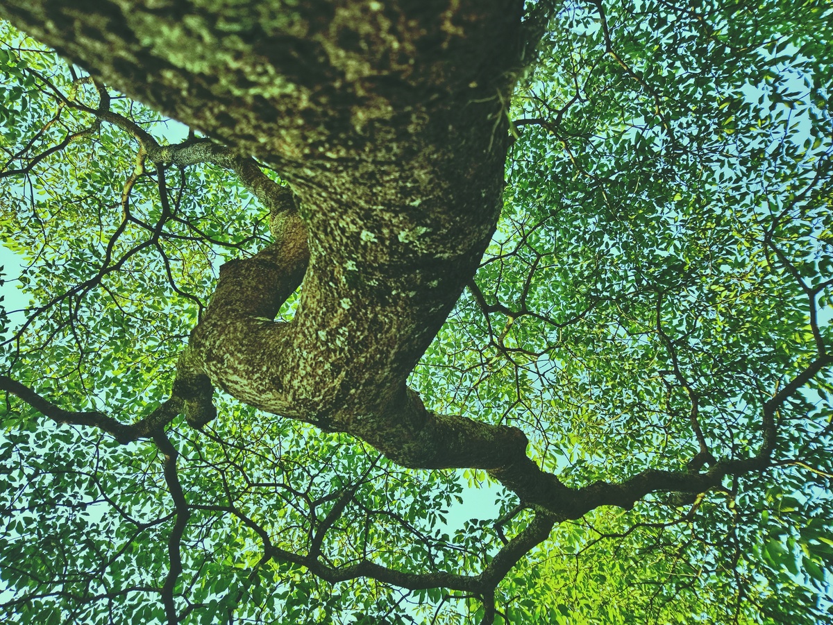 PARQUE CERET [JARDIM ANÁLIA FRANCO