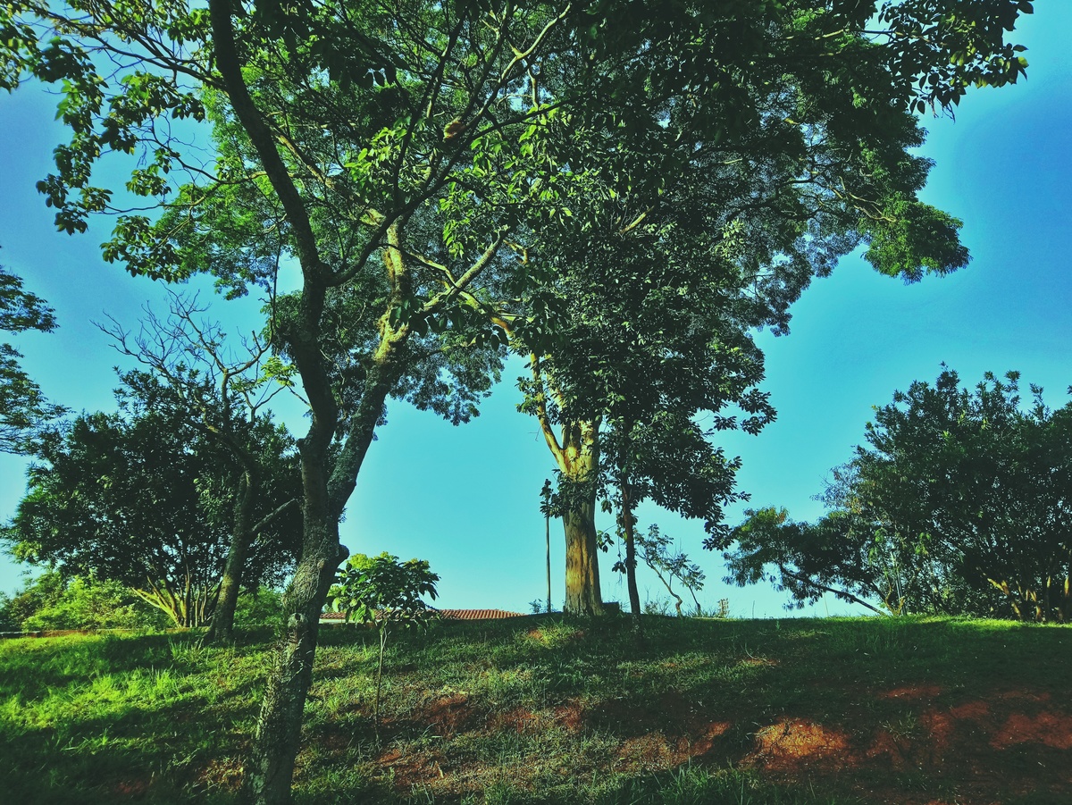 PARQUE CERET [JARDIM ANÁLIA FRANCO