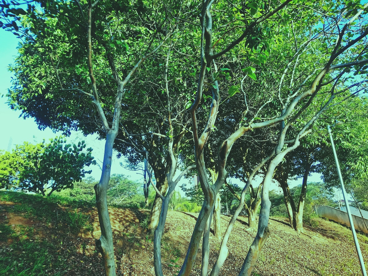 PARQUE CERET [JARDIM ANÁLIA FRANCO