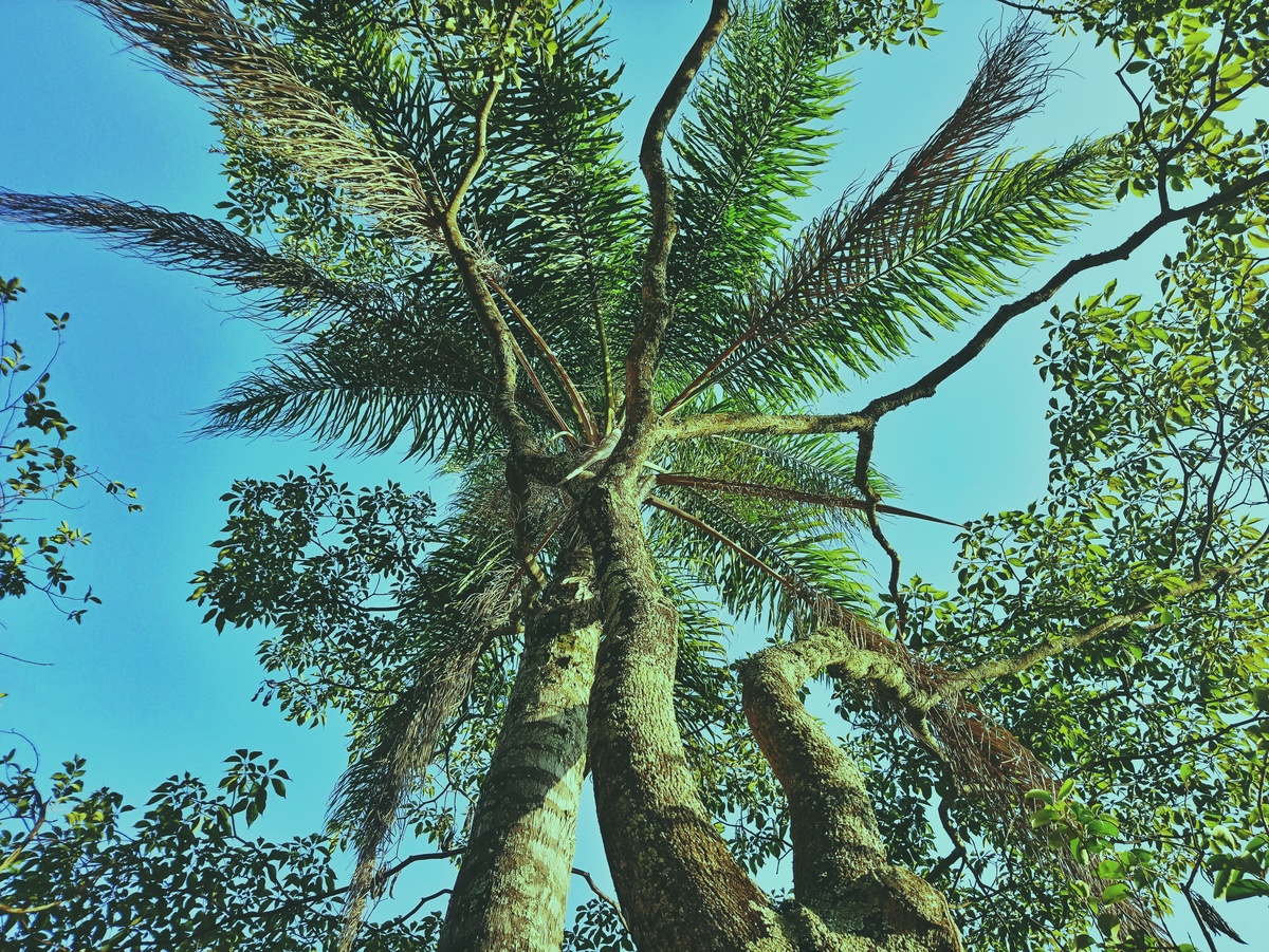 PARQUE CERET [JARDIM ANÁLIA FRANCO