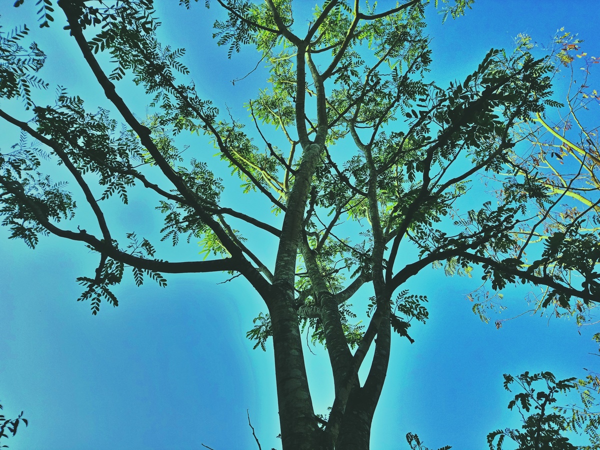 PARQUE CERET [JARDIM ANÁLIA FRANCO