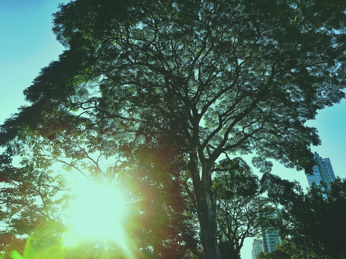 PARQUE CERET [JARDIM ANÁLIA FRANCO