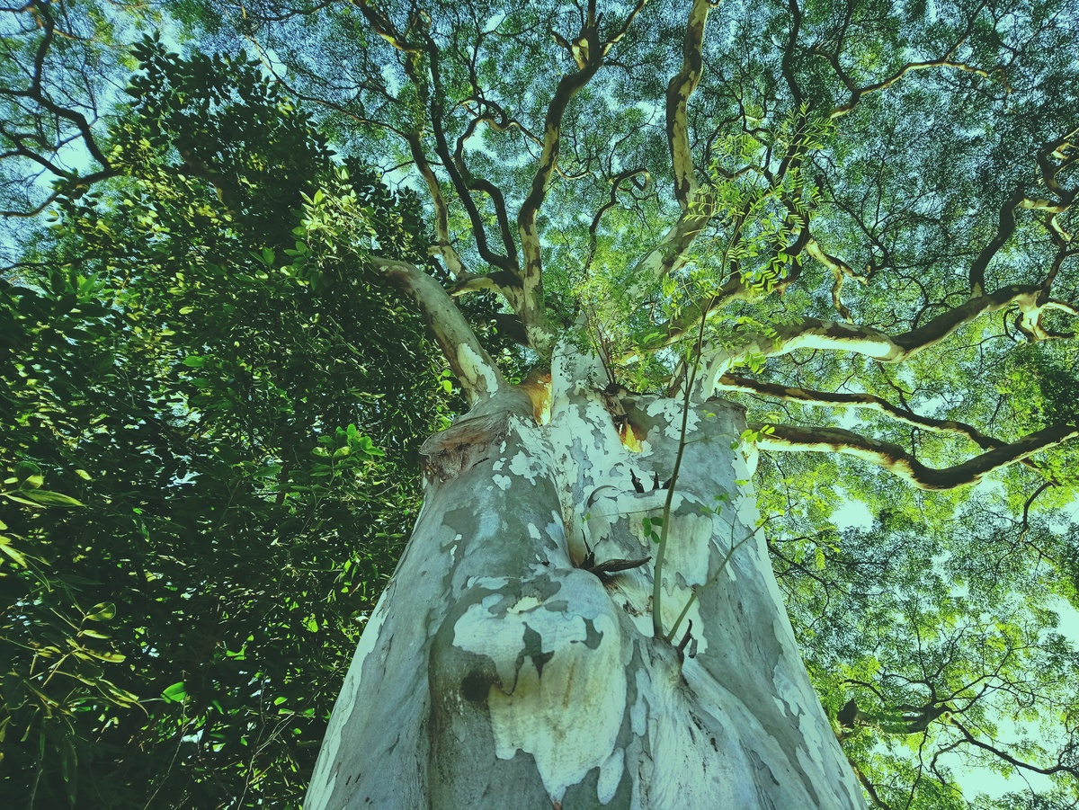 PARQUE CERET [JARDIM ANÁLIA FRANCO