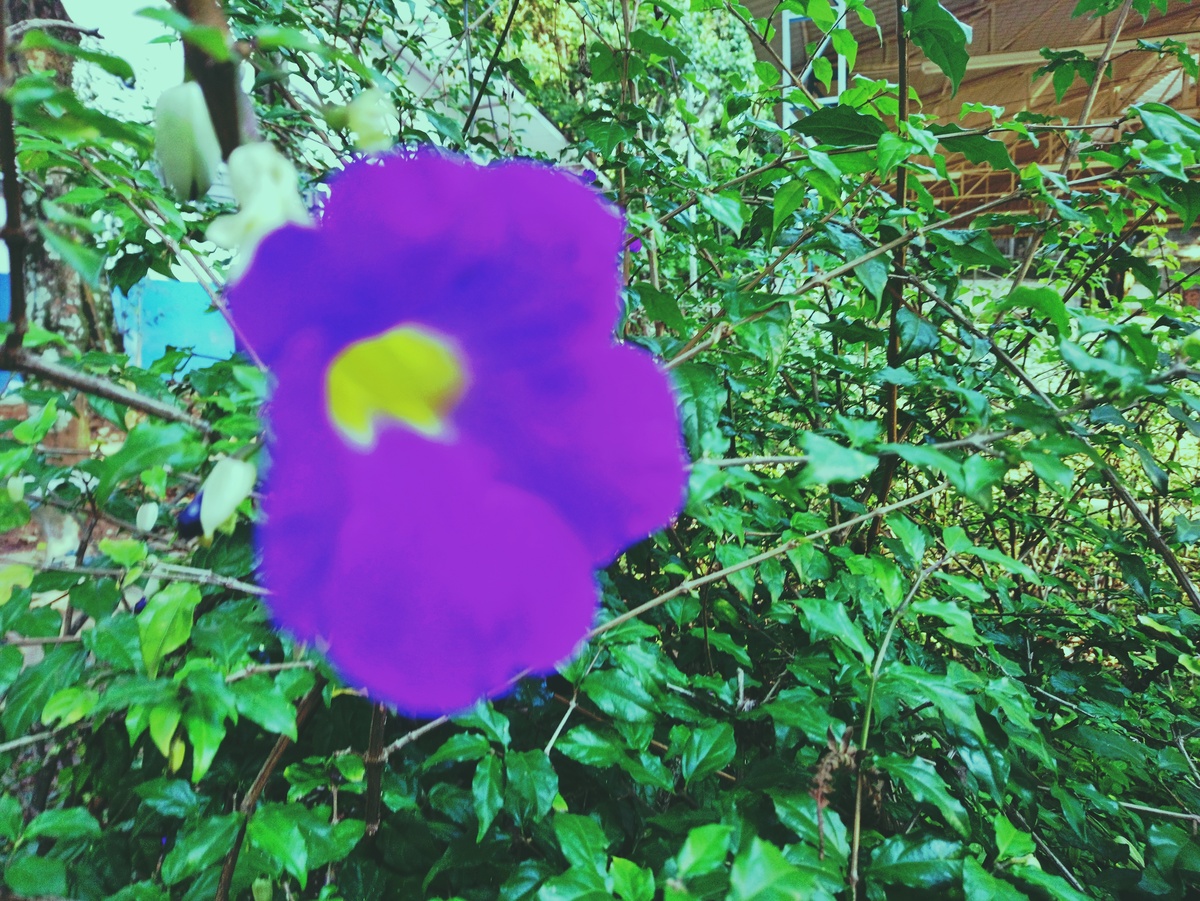 PARQUE CERET [JARDIM ANÁLIA FRANCO