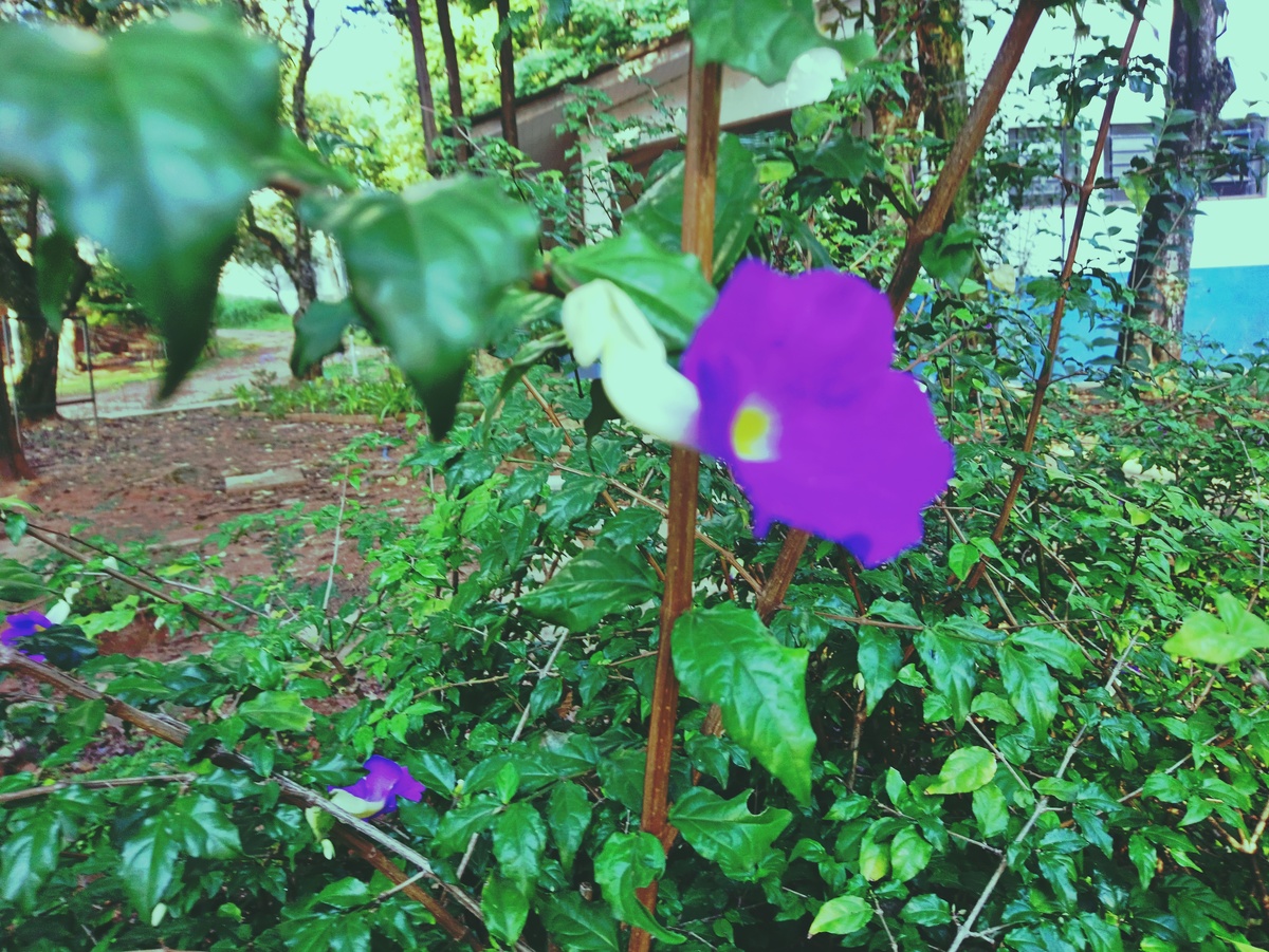PARQUE CERET [JARDIM ANÁLIA FRANCO
