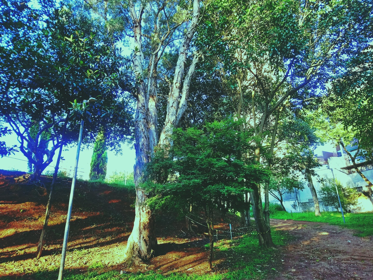 PARQUE CERET [JARDIM ANÁLIA FRANCO