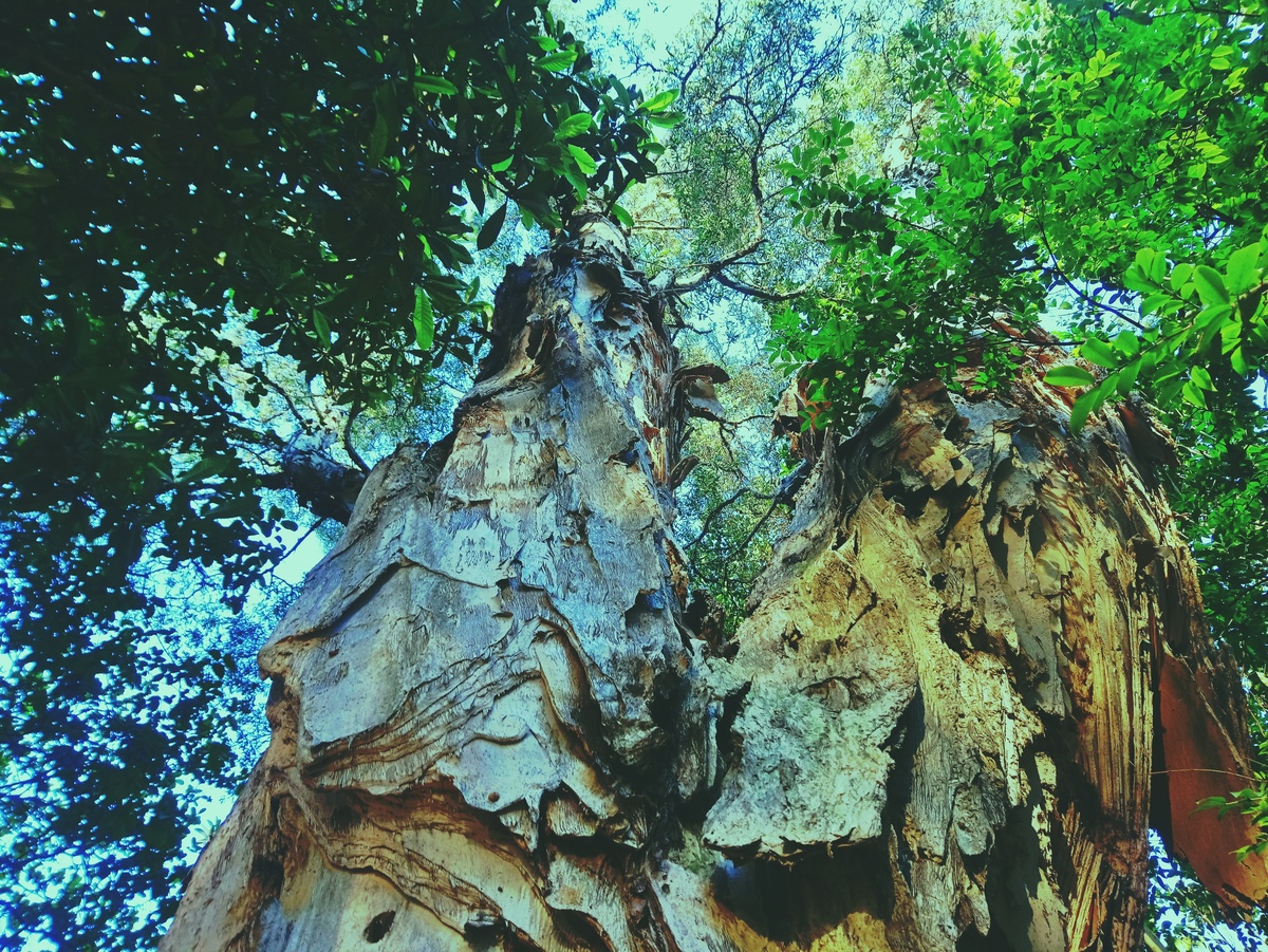PARQUE CERET [JARDIM ANÁLIA FRANCO