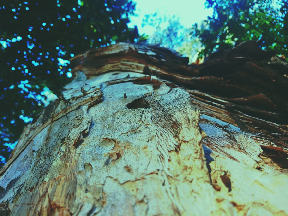 PARQUE CERET [JARDIM ANÁLIA FRANCO