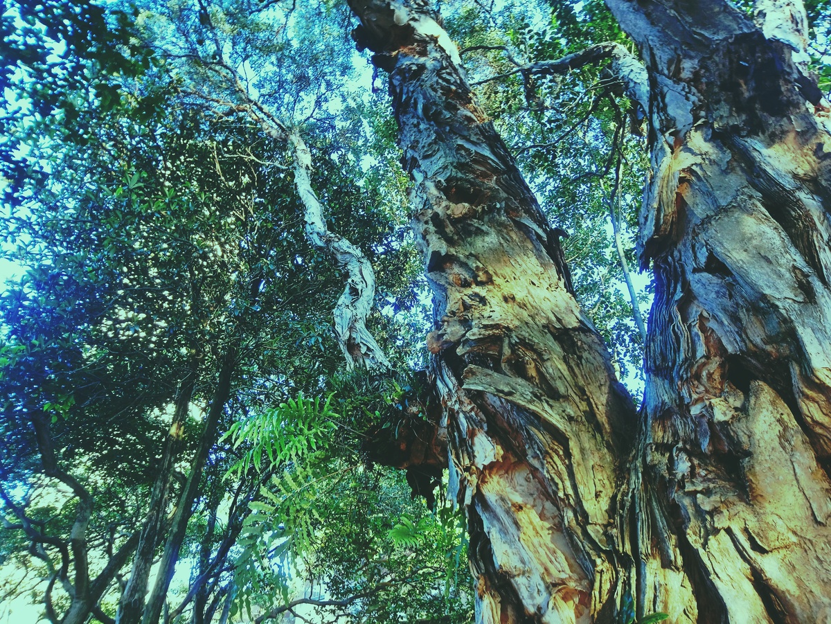 PARQUE CERET [JARDIM ANÁLIA FRANCO