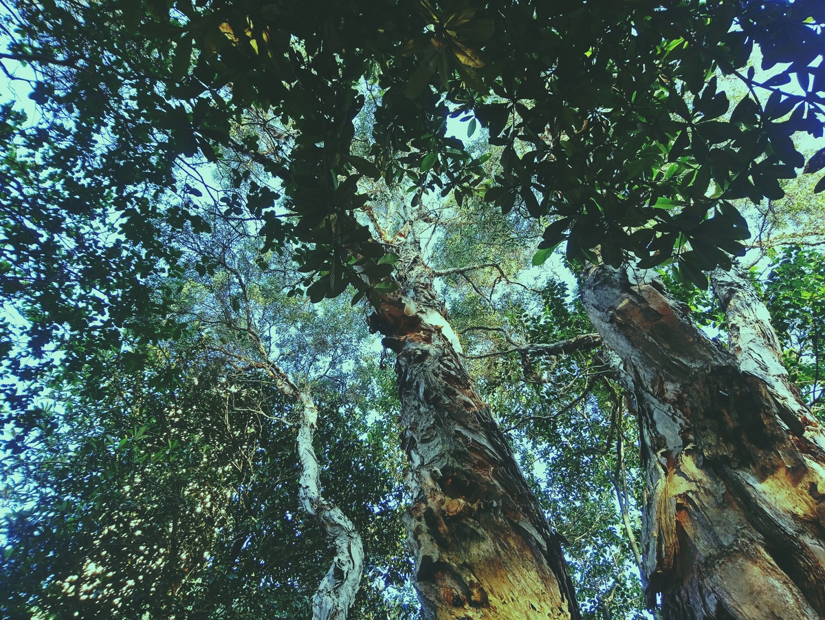PARQUE CERET [JARDIM ANÁLIA FRANCO