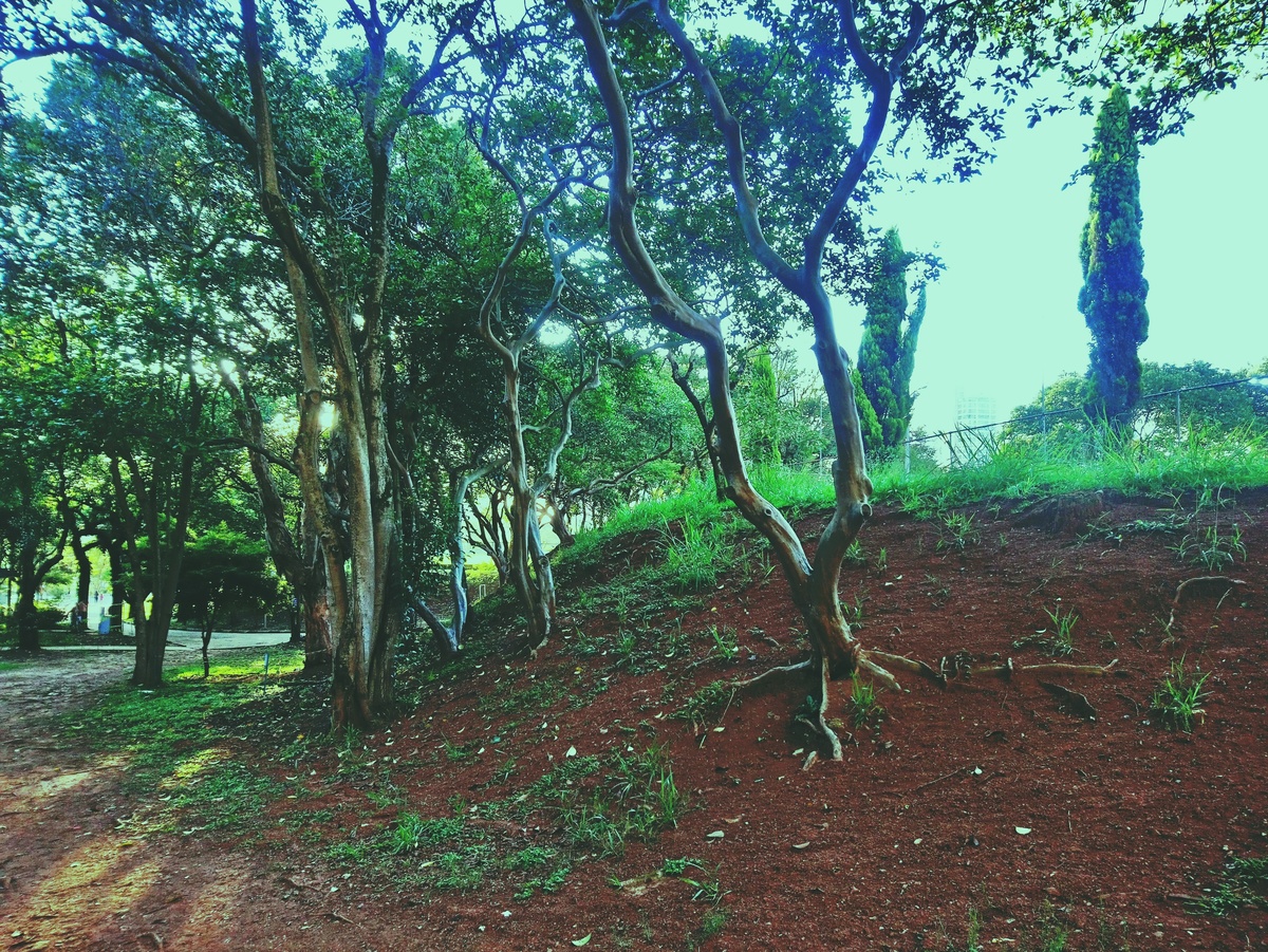 PARQUE CERET [JARDIM ANÁLIA FRANCO