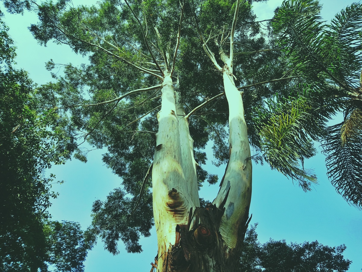 PARQUE CERET [JARDIM ANÁLIA FRANCO