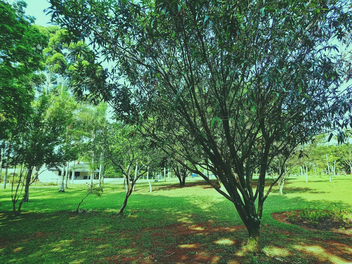 PARQUE CERET [JARDIM ANÁLIA FRANCO