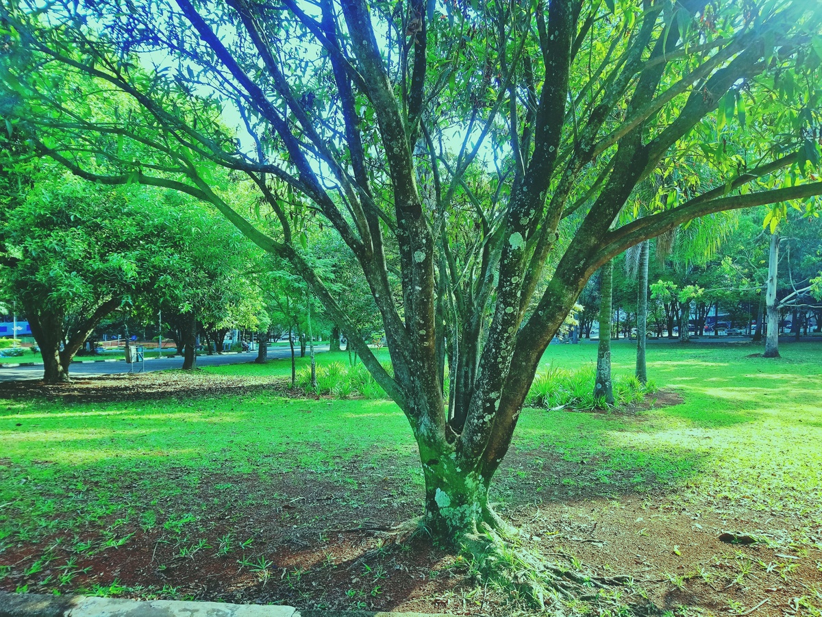PARQUE CERET [JARDIM ANÁLIA FRANCO