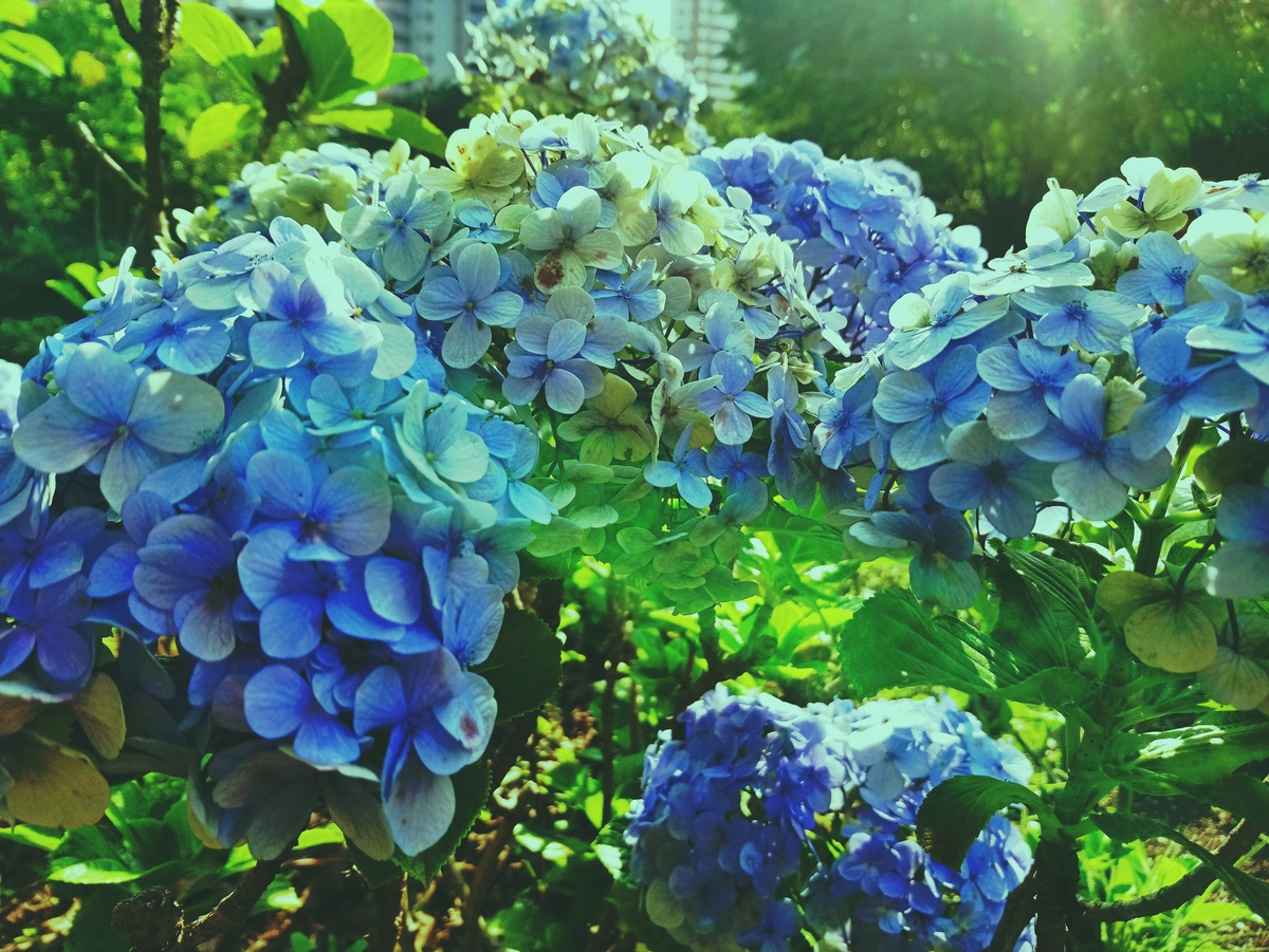 PARQUE CERET [JARDIM ANÁLIA FRANCO