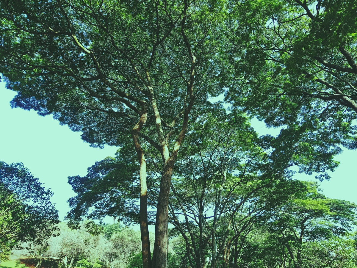 PARQUE CERET [JARDIM ANÁLIA FRANCO