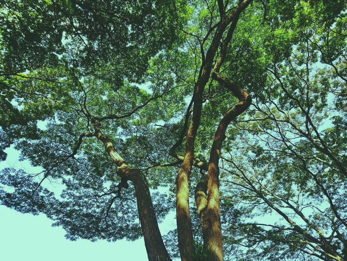 PARQUE CERET [JARDIM ANÁLIA FRANCO