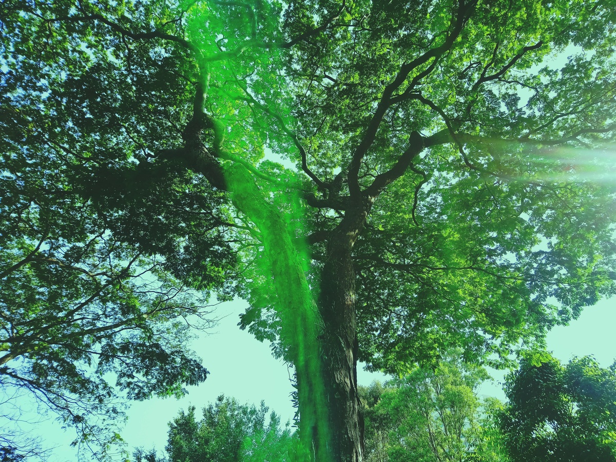 PARQUE CERET [JARDIM ANÁLIA FRANCO