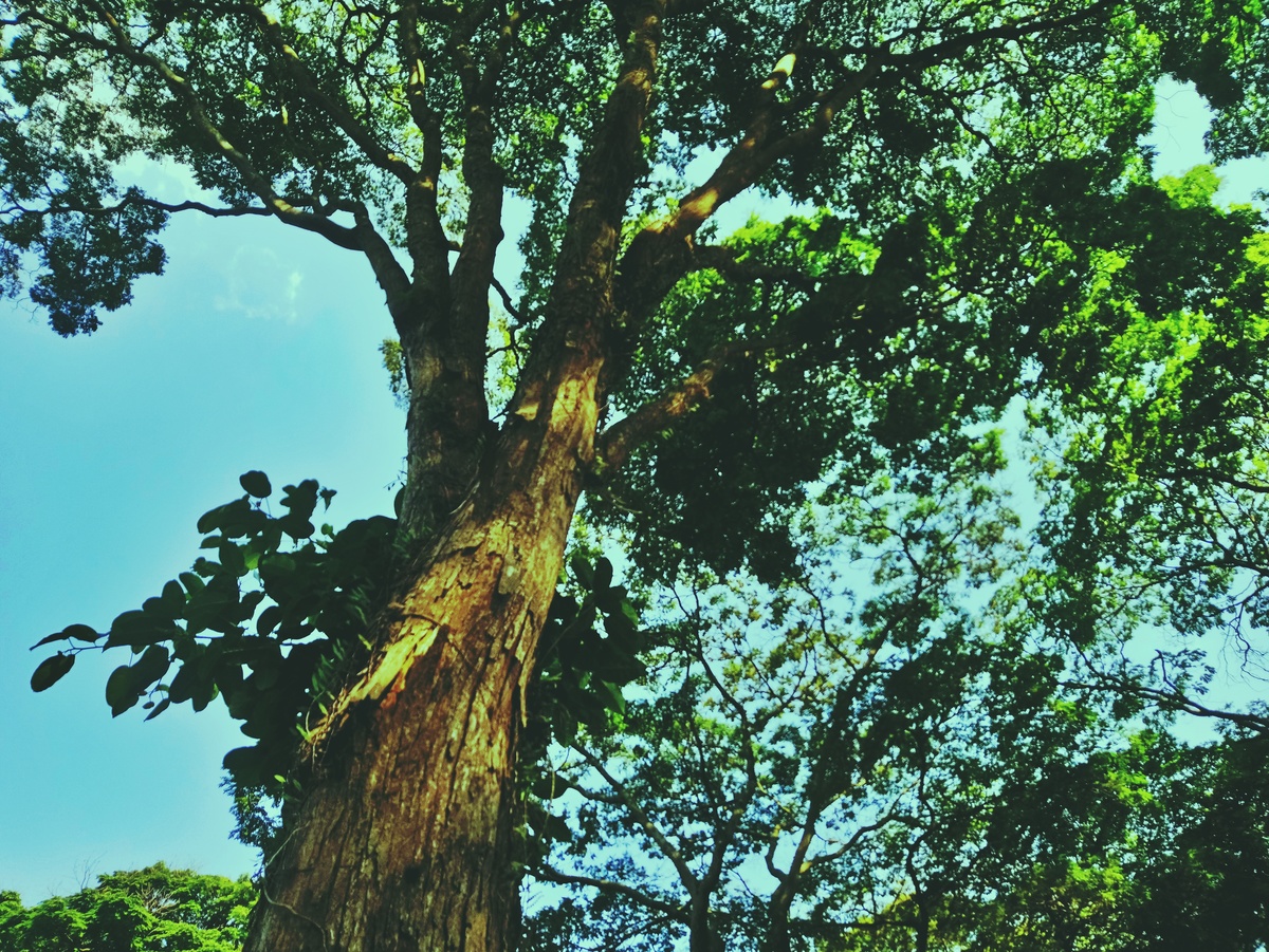 PARQUE CERET [JARDIM ANÁLIA FRANCO