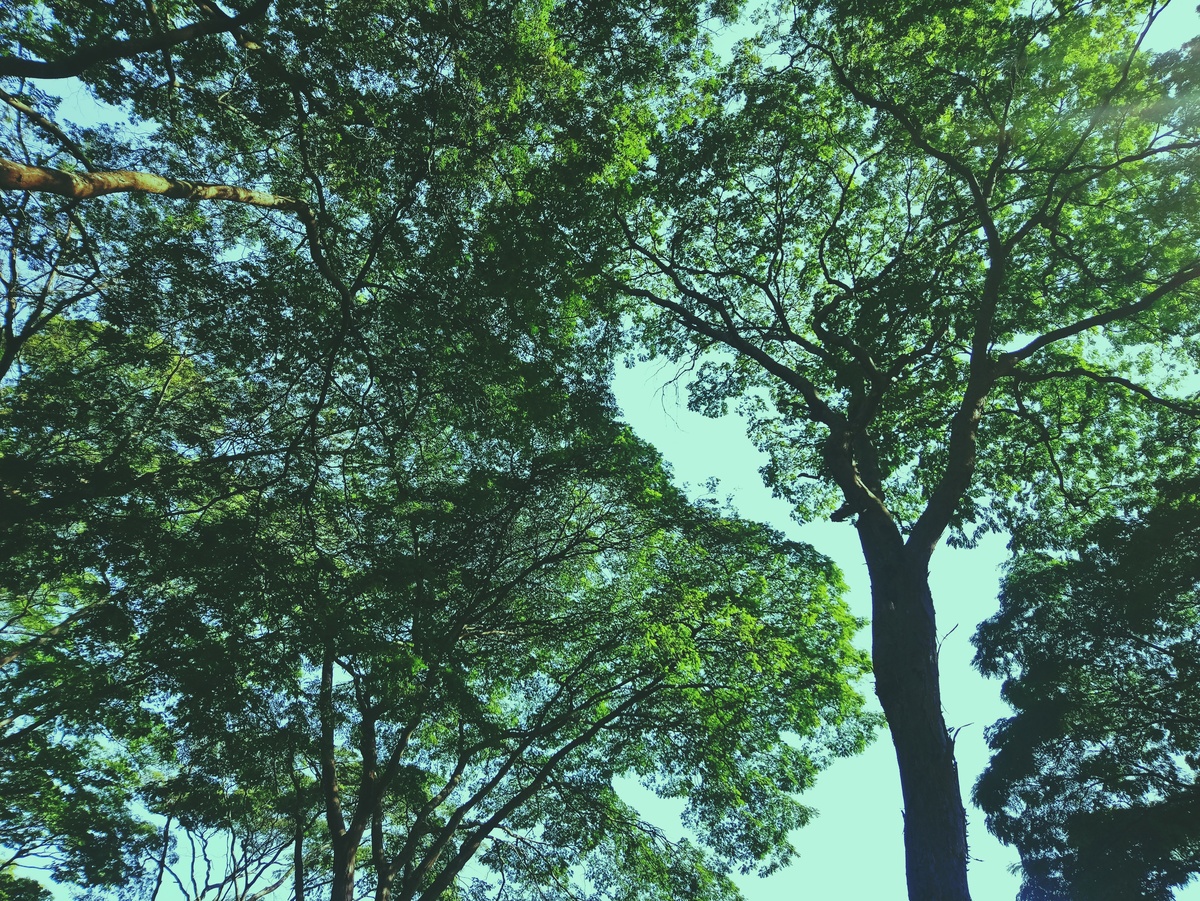 PARQUE CERET [JARDIM ANÁLIA FRANCO