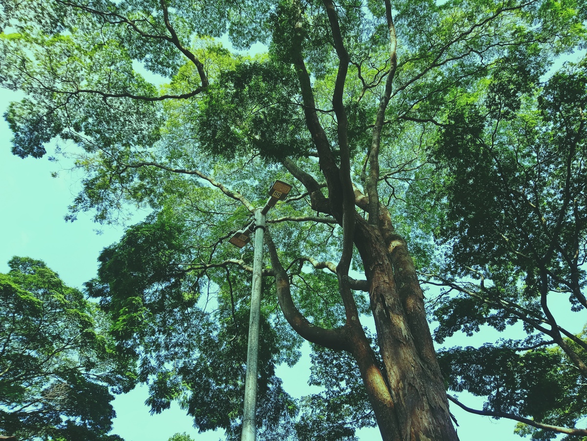 PARQUE CERET [JARDIM ANÁLIA FRANCO