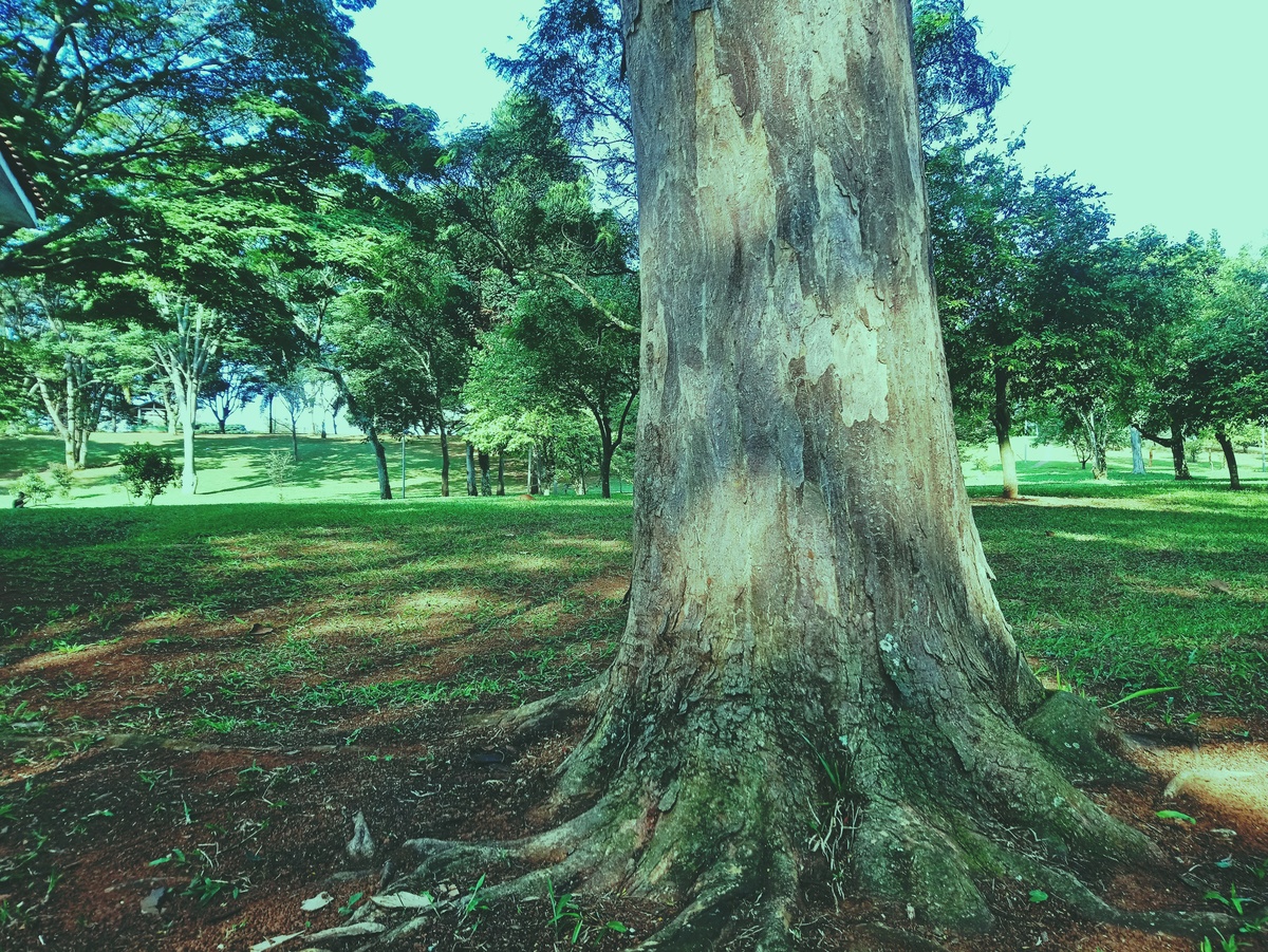 PARQUE CERET [JARDIM ANÁLIA FRANCO