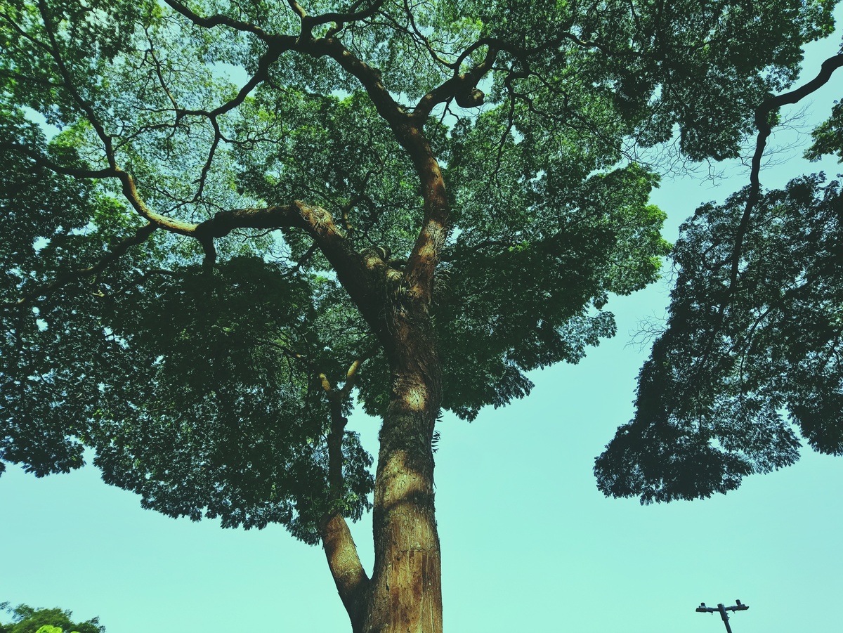 PARQUE CERET [JARDIM ANÁLIA FRANCO