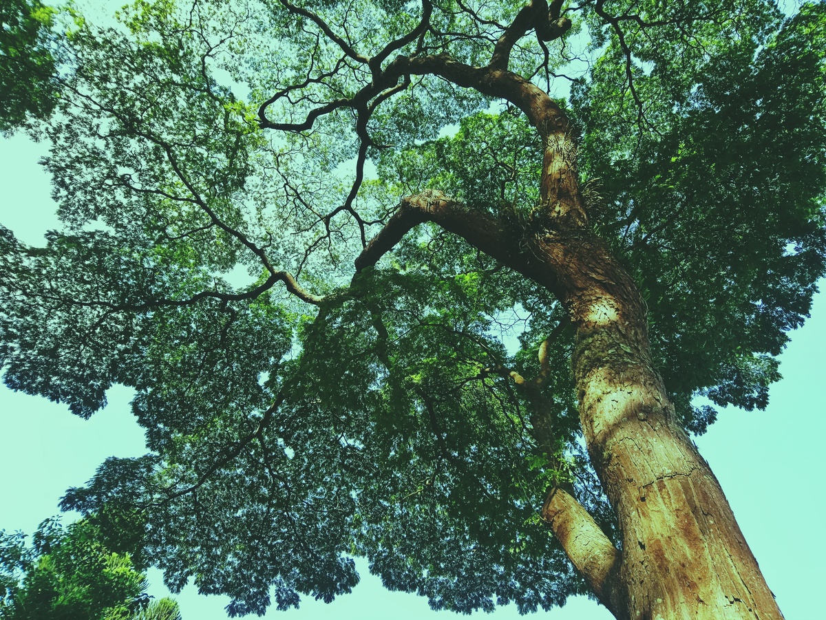 PARQUE CERET [JARDIM ANÁLIA FRANCO