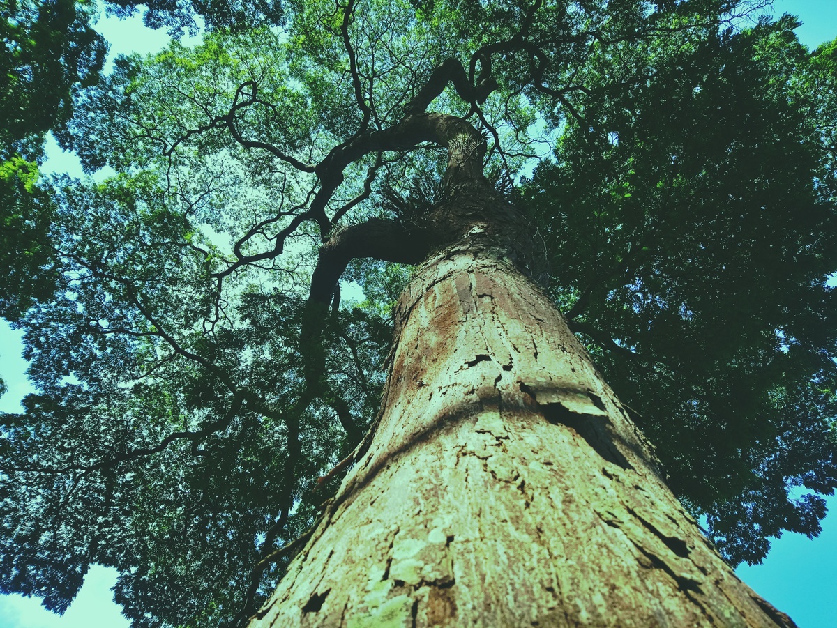 PARQUE CERET [JARDIM ANÁLIA FRANCO