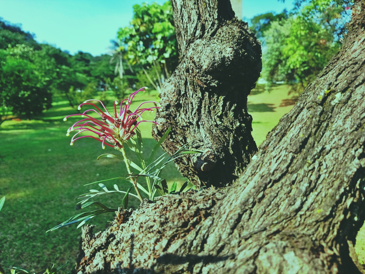 PARQUE CERET [JARDIM ANÁLIA FRANCO