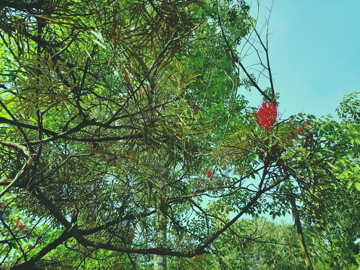 PARQUE CERET [JARDIM ANÁLIA FRANCO