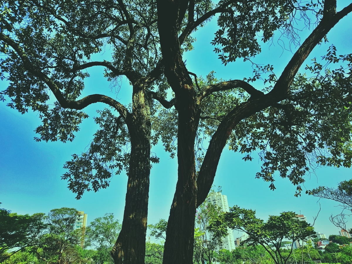 PARQUE CERET [JARDIM ANÁLIA FRANCO