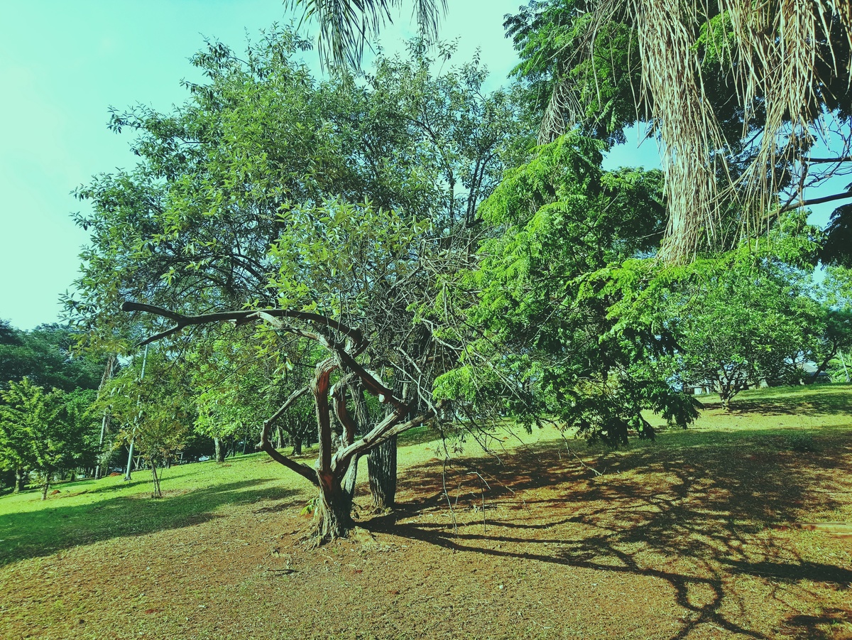 PARQUE CERET [JARDIM ANÁLIA FRANCO