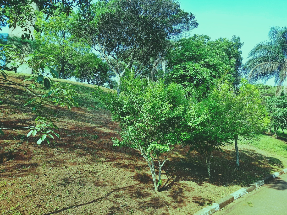 PARQUE CERET [JARDIM ANÁLIA FRANCO