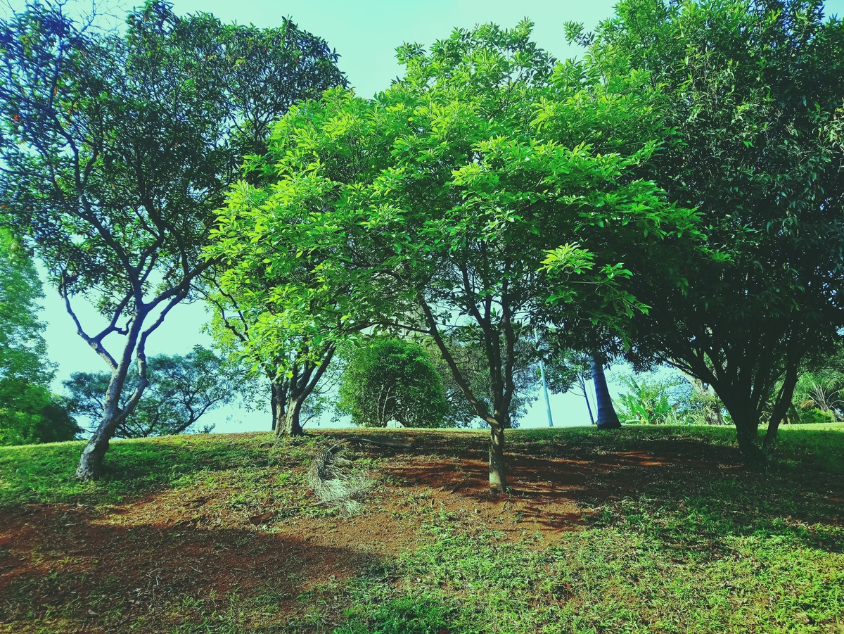 PARQUE CERET [JARDIM ANÁLIA FRANCO